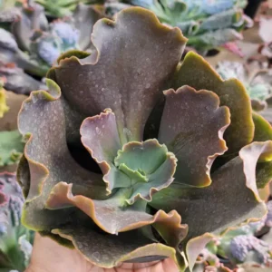 Mustard Green