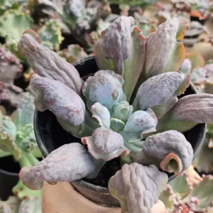 Lilac Snow