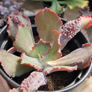 Virgnia Dw
