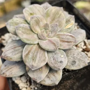 Silver Bum Var