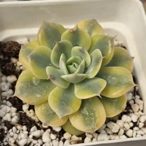 Bluete Var