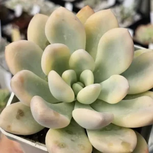 Opalina Var