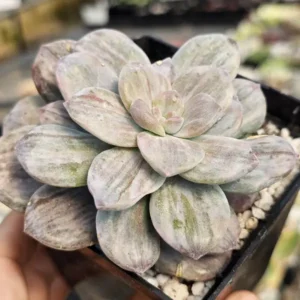Silver Bum Var