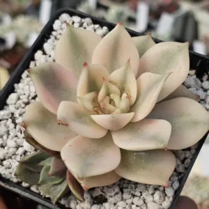 Sapphire Var