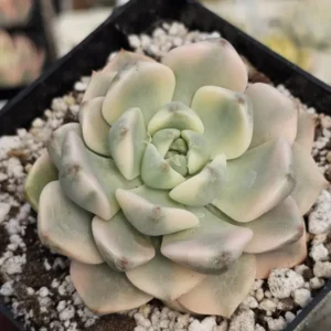 Pink Beauty Var