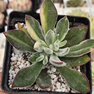 Pulvinata Var