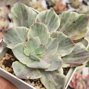 Purple Haze Var