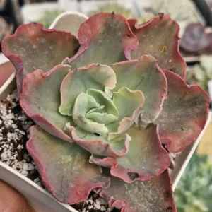 Marginata Var