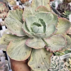 Rose Fairy Var