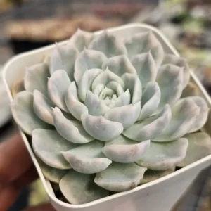 Mexican Snowball Var