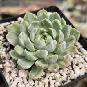 Vanilla Candy Var