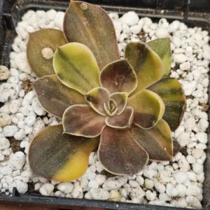Black Rock Var