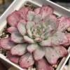 Laulensis Var