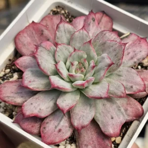 Laulensis Var