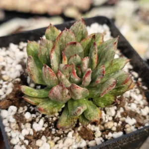 Mosaic Var