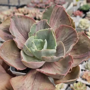 Rose Rainbow Var