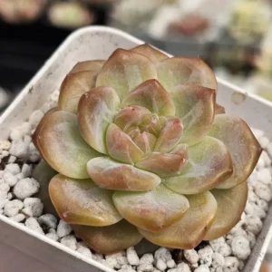 Sweet Potato