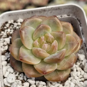 Sweet Potato